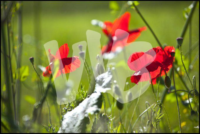 vvbvanbree bloemen en planten j  3159